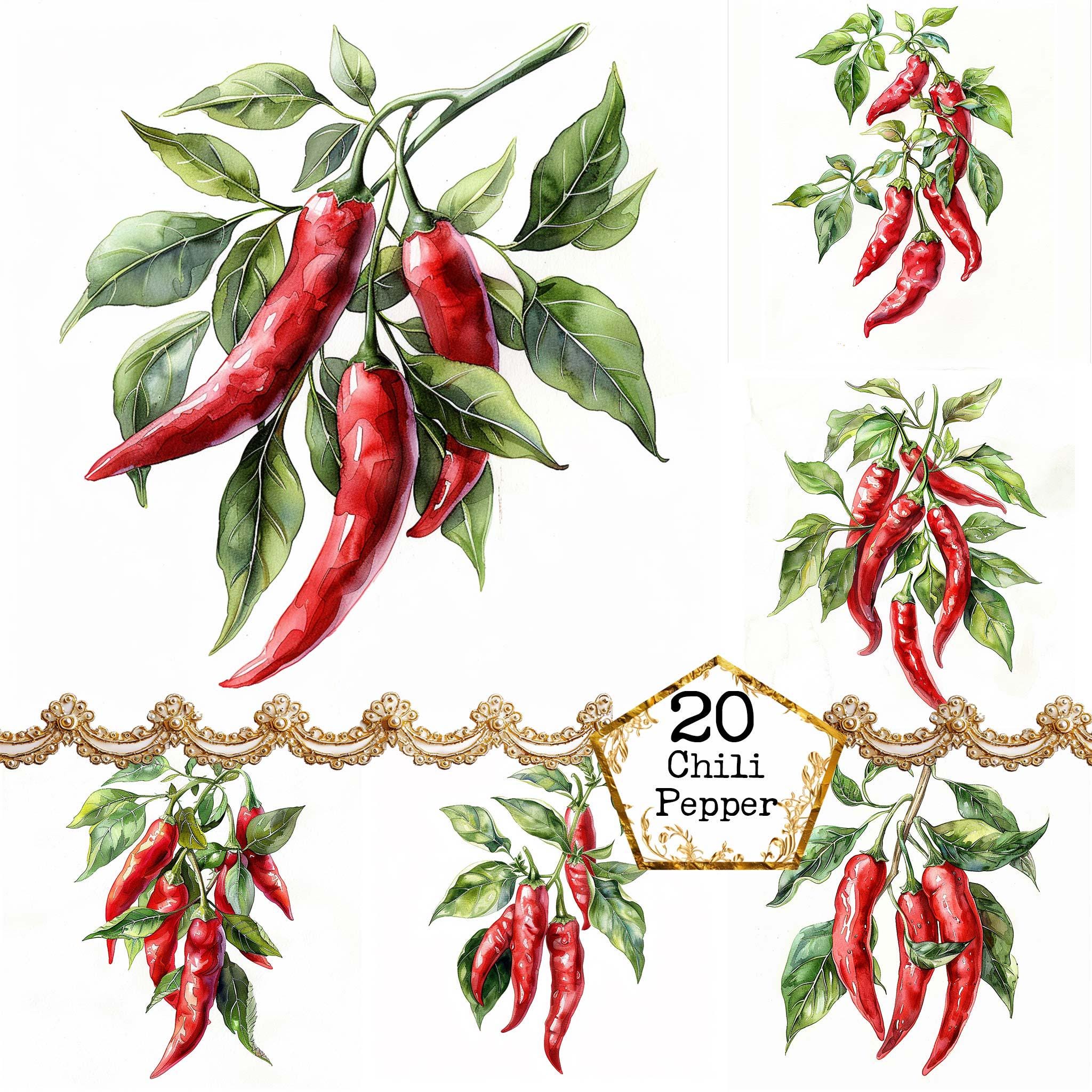赤唐辛子の水彩画 シルバーフレーム付き JPEG 水彩画 赤唐辛子 クリップアート バンドル 商用利用 野菜