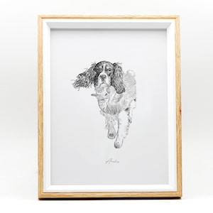 May include: Black and white line drawing of a Springer Spaniel dog in a framed print. The dog is looking at the viewer with its tongue out. The print is signed "Arlo" in the bottom right corner.