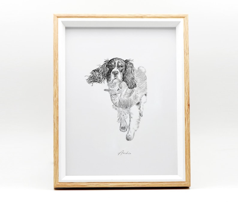 May include: Black and white line drawing of a Springer Spaniel dog in a framed print. The dog is looking at the viewer with its tongue out. The print is signed "Arlo" in the bottom right corner.