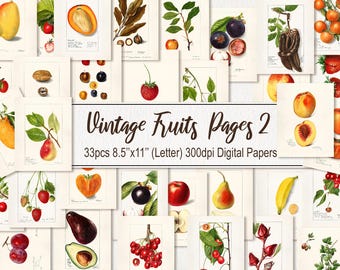 May include: A digital paper pack featuring 33 vintage illustrations of fruits, including pears, plums, cherries, apples, and more. The illustrations are in a botanical style and are perfect for adding a touch of vintage charm to your projects.