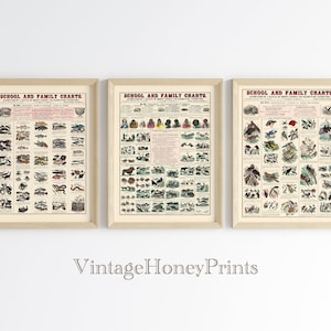 Vintage Zoological Fishes Animals Birds Poster. DIGITAL DOWNLOAD. School And Family Charts. Educational Antique Printable Wall Art.Set of 3