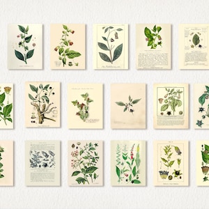 May include: A collection of 15 vintage botanical illustrations featuring detailed drawings of the deadly nightshade plant, Atropa belladonna, with its green leaves, purple flowers, and black berries. The illustrations are printed on aged paper with a cream background.
