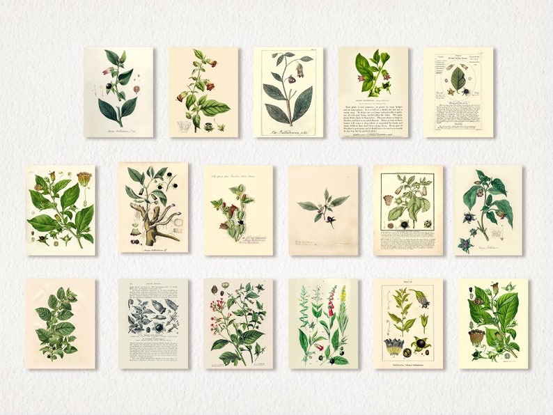 May include: A collection of 15 vintage botanical illustrations featuring detailed drawings of the deadly nightshade plant, Atropa belladonna, with its green leaves, purple flowers, and black berries. The illustrations are printed on aged paper with a cream background.