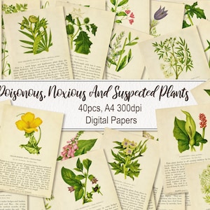 Giftige schadelijke vermoedelijke planten bloemen. DIGITAAL DOWNLOADEN. Afdrukbare antieke vintage oude illustraties pagina's papier vellen Wall Art Poster