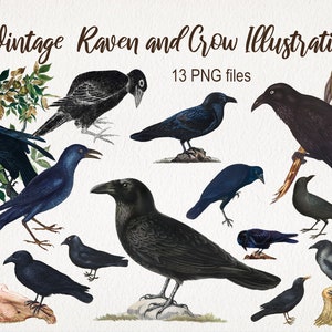 Vintage raven en kraaien. DIGITAAL DOWNLOADEN. Halloween-PNG. Antieke vogel Clipart. Commercieel gebruik. Oude illustratie. Plakboek Junk Journal