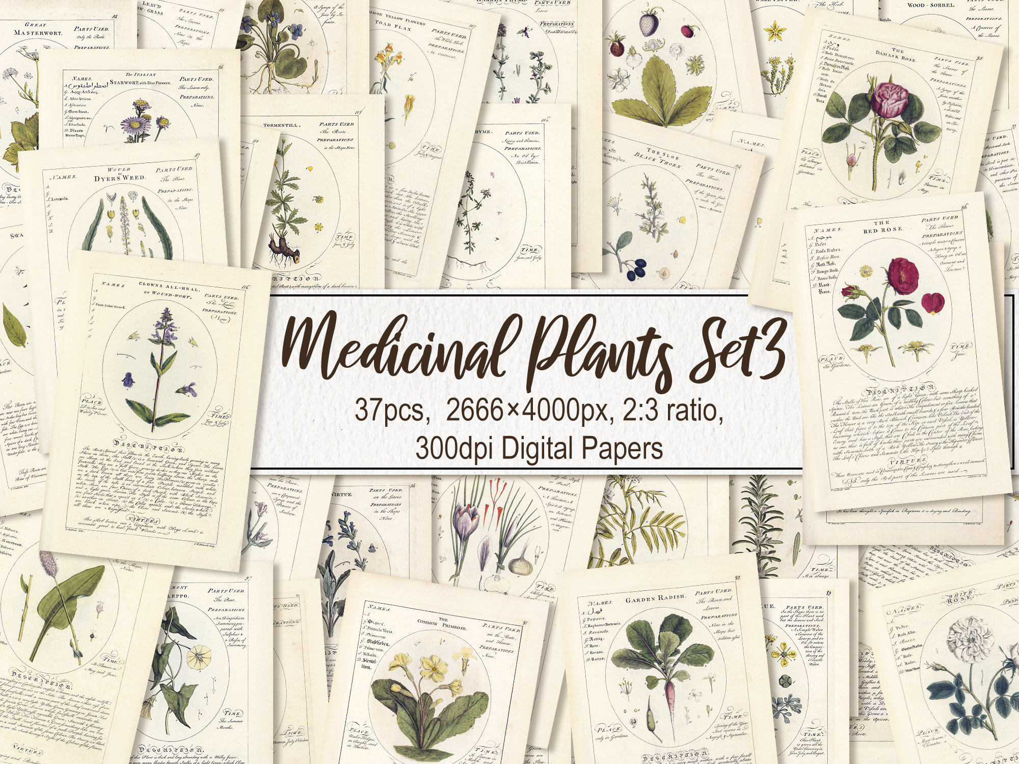 Plantes médicinales. TÉLÉCHARGEMENT NUMÉRIQUE. Botanicum Medicinale herbal botanique imprimable antique vintage vieilles illustrations feuilles art mural affiche