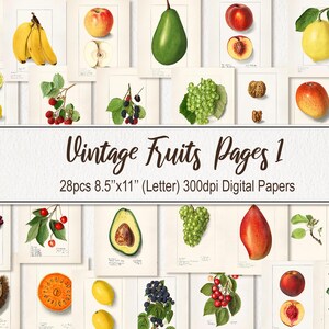 Puede incluir: Un paquete de papel digital con 28 ilustraciones vintage de frutas, incluyendo manzanas, peras, uvas, bayas y aguacates. Las ilustraciones son de estilo clásico y son perfectas para agregar un toque de encanto vintage a tus proyectos.