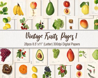 May include: A digital paper pack featuring 28 vintage illustrations of fruits, including apples, pears, grapes, berries, and avocados. The illustrations are in a classic style and are perfect for adding a touch of vintage charm to your projects.