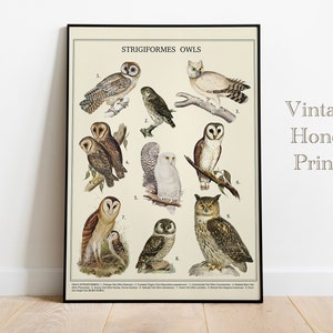 Vintage poster met uilen. DIGITALE DOWNLOAD. Afdrukbare muurkunst. Antieke prent. Oude vintage educatieve kunst. Sepiatinten. Vogelsillustraties