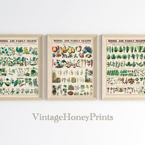 Cartel de frutas de plantas de flores botánicas vintage. DESCARGA DIGITAL. Gráficos escolares y familiares. Arte de pared imprimible antiguo educativo. Juego de 3