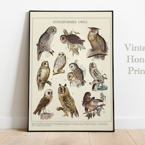 Owls Vintage Poster. DIGITAL DOWNLOAD. Printable Wall Art. Antique Print. Old Vintage Educational Art. Sepia toned. Birds Illustrations