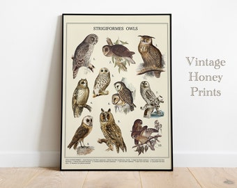 Affiche vintage de hiboux. TÉLÉCHARGEMENT NUMÉRIQUE. Art mural imprimable. Impression antique. Ancien art éducatif vintage. Sépia. Illustrations d&#39;oiseaux