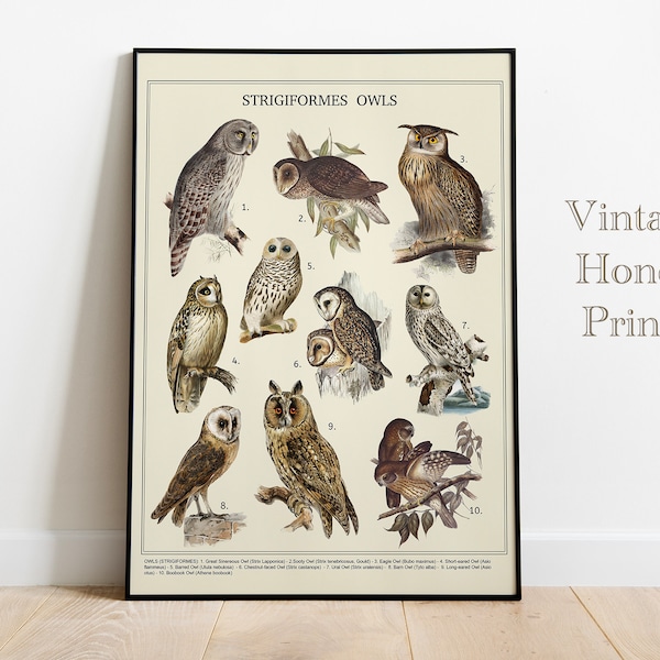 Owls Vintage Poster. DIGITAL DOWNLOAD. Printable Wall Art. Antique Print. Old Vintage Educational Art. Sepia toned. Birds Illustrations
