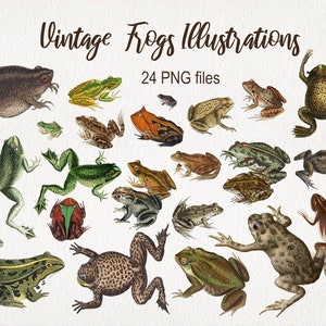 grenouilles et crapauds vintage. TÉLÉCHARGEMENT NUMÉRIQUE. Animaux Clipart PNG. Un usage commercial. Vieille illustration antique. Journal indésirable de scrapbooking