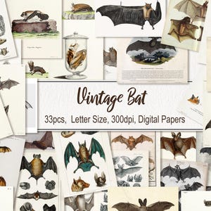 Peut inclure: Une collection d'illustrations de chauves-souris vintage sur papier. Les images présentent diverses espèces de chauves-souris dans des dessins et des croquis détaillés. Le texte "Vintage Bat" est affiché sur un fond blanc, avec d'autres détails.