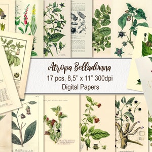Atropa Belladonna Plantas Venenosas Flores. DESCARGA DIGITAL. Imprimible antiguo vintage ilustraciones antiguas páginas hojas de papel arte de la pared cartel