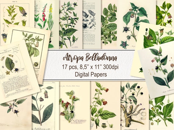 Atropa Belladonna Poisonous Plants Flowers. DIGITAL DOWNLOAD. Printable Antique Vintage Old Illustrations Pages Paper Sheets Wall Art Poster