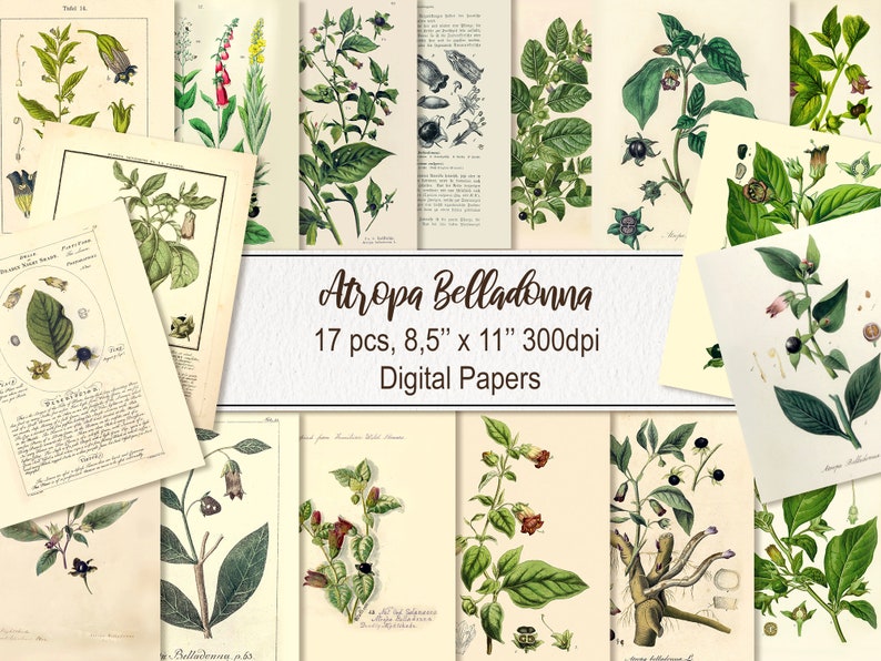 May include: A digital paper pack featuring 17 botanical illustrations of Atropa Belladonna, also known as Deadly Nightshade, in various stages of growth. The illustrations are in a vintage style with detailed drawings of the plant's leaves, flowers, and berries. The paper pack is 8.5 inches by 11 inches and 300 dpi.