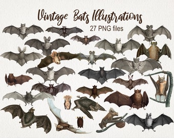 Vintage Bats Old Antique Illustration. DIGITAL DOWNLOAD. Animals Clipart PNG. Commercial Use. Halloween Witchy Scrapbooking Junk Journal.