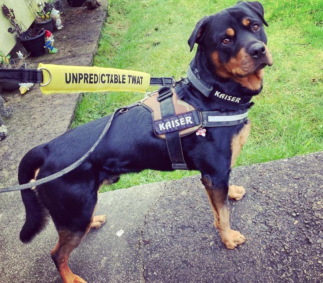Advivio Hunde-Leinen-Armband 'Do Not Pet' – Lustiges Signal Für Assistenzhunde & Working Dogs, Rot