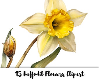 Daffodils Clipart - 15 High Quality PNG Images - Transparent Background - High Resolution 300 DPI - For Commercial Use - Instant Download