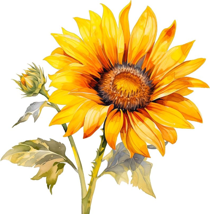 Sunflowers 27 High Quality PNG Images Transparent - Etsy