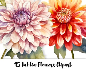 Dahlia Flowers - 15 High Quality PNG Images - Transparent Background - High Resolution 300 DPI - For Commercial Use - Floral Clipart