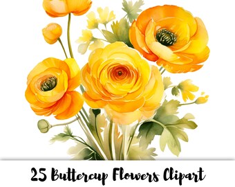 25 Buttercup Flowers - High Quality PNG Images - Transparent Background - High Resolution 300 DPI - For Commercial Use - Floral Clipart