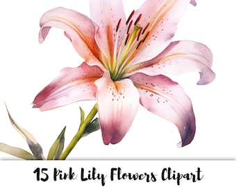 Pink Lily Flowers - 15 High Quality PNG Images - Transparent Background - High Resolution 300 DPI - For Commercial Use - Floral Clipart