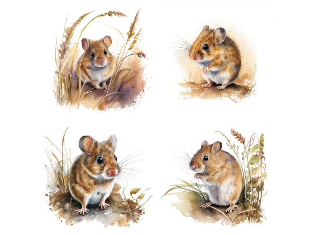 Field Mouse Watercolor PNG Clipart Mouse Portrait PNG Etsy