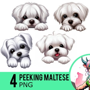 Peeking Maltese Dog Clipart: 4 PNG Images (Commercial Use)