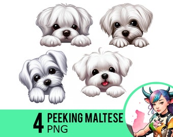 Clipart de perro maltés asomado: 4 imágenes PNG (uso comercial)