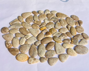 Natural Fossil Coral Gemstone lot, AAA Quality Fossil Coral Cabochons Lot, Top Grade Fossil Coral Gemstone Lot for Jewelry Making.