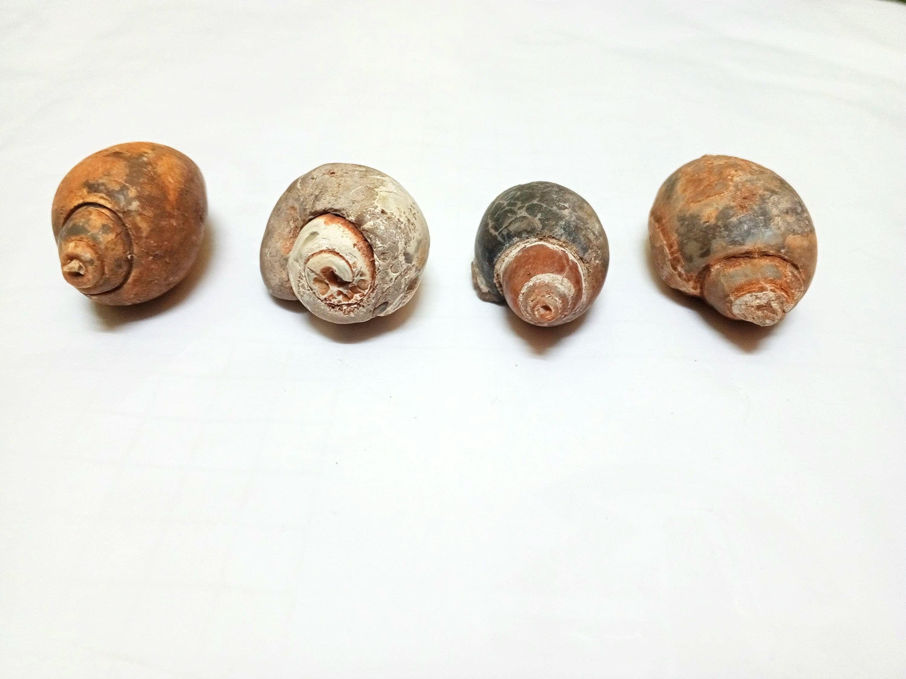 Natural Gastropoda 4 Pieces,Sea Shell,Marine Gastropod,Whelkshell,Calicite Fossil,Phosphorescence Gastropods,Sea Snails Gastropoda!