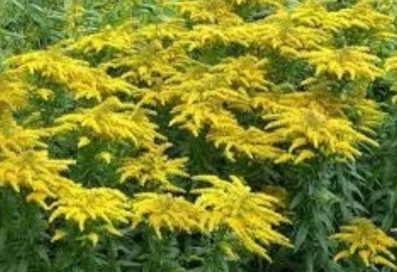 Goldenrod Root Rope Goldenrod Bare Root Plants - Etsy