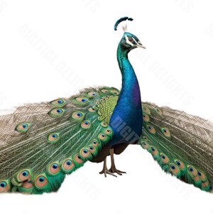 Peacock Animal PNG Transparent Clipart Abstact Design,Printable Sublimation,Digital Instant Download,Love For Farm Art
