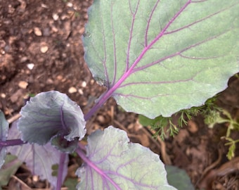 Collard seeds (4 VARIETY PACK)