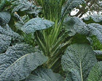 Thousand head kale: Perennial Greens