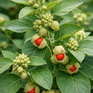 May include: Detailed shot of a plant with vibrant green leaves and clusters of small, pale green flowers. Open seed pods display vivid red berries. The background is a soft, blurred green.