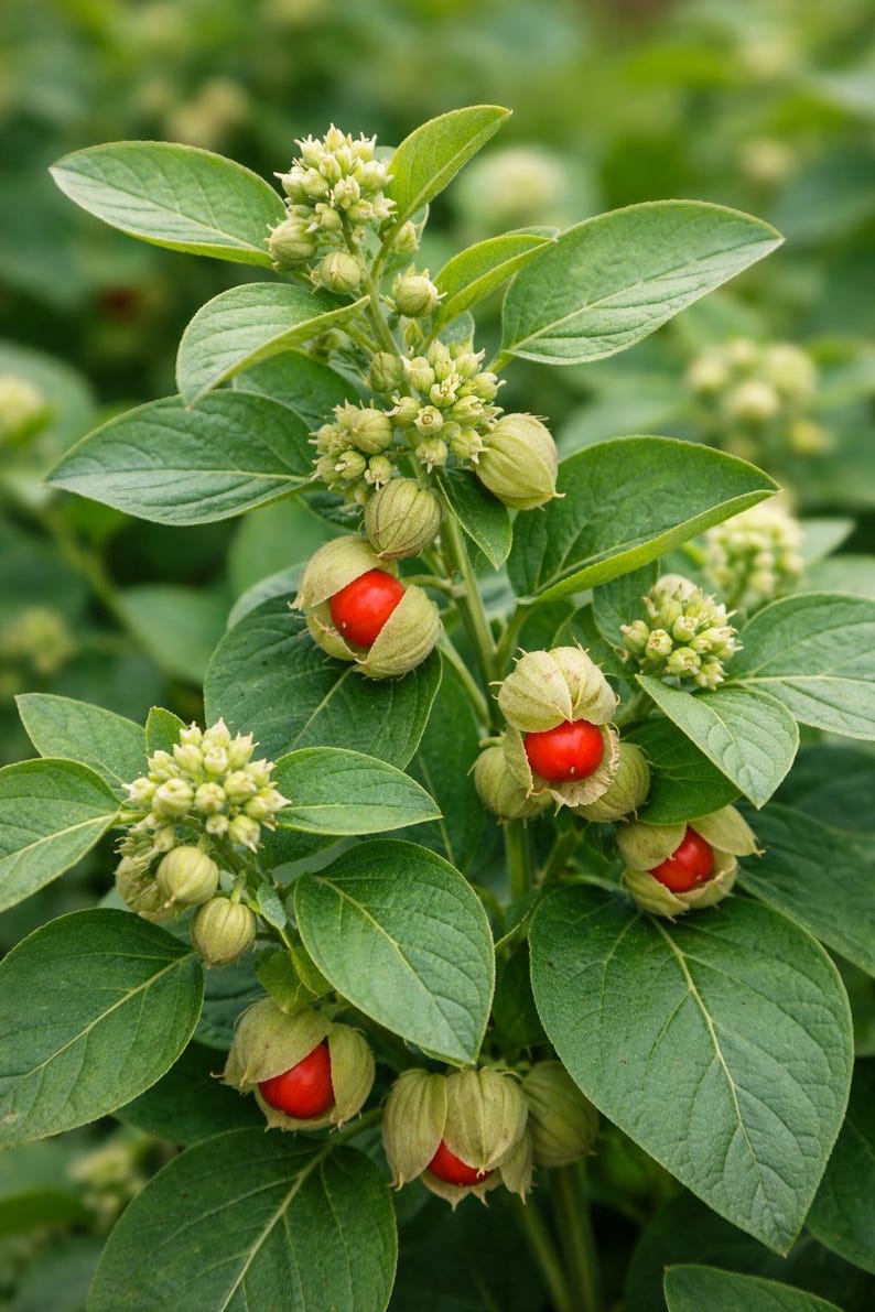 May include: Detailed shot of a plant with vibrant green leaves and clusters of small, pale green flowers. Open seed pods display vivid red berries. The background is a soft, blurred green.