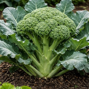 Broccoli or cauliflower (6 VARIETY PACK): with overwintering varieties