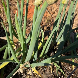 May include: Close-up of green onion plants with long, slender leaves and small, round, light-colored flower buds. The plants are growing in a garden bed with dry, brown soil and some dead leaves. The image is taken in natural sunlight.