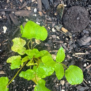 May include: A small green plant with rounded, serrated leaves growing in dark soil. The leaves are covered in small water droplets, showing a bright lime green color. The plant has thin, delicate stems extending from a central base in the dirt.