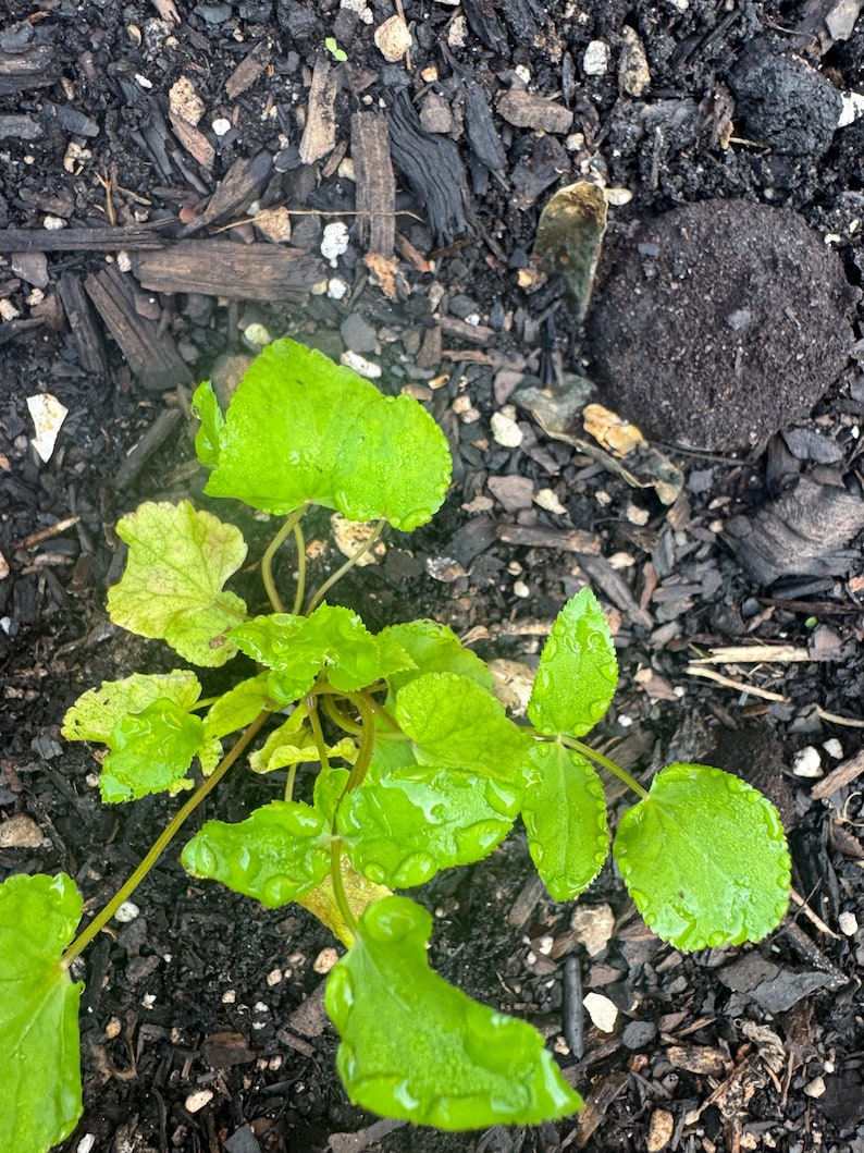 May include: A small green plant with rounded, serrated leaves growing in dark soil. The leaves are covered in small water droplets, showing a bright lime green color. The plant has thin, delicate stems extending from a central base in the dirt.