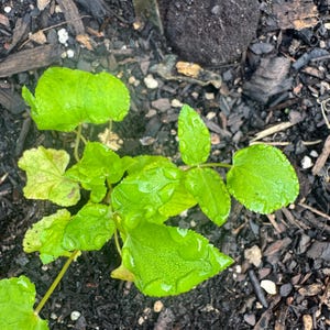 May include: A small green plant with rounded, serrated leaves growing in dark soil. The leaves are covered in small water droplets, reflecting light. The plant has multiple stems emerging from the ground, with some leaves showing a lighter shade of green and others a deeper, vibrant tone.