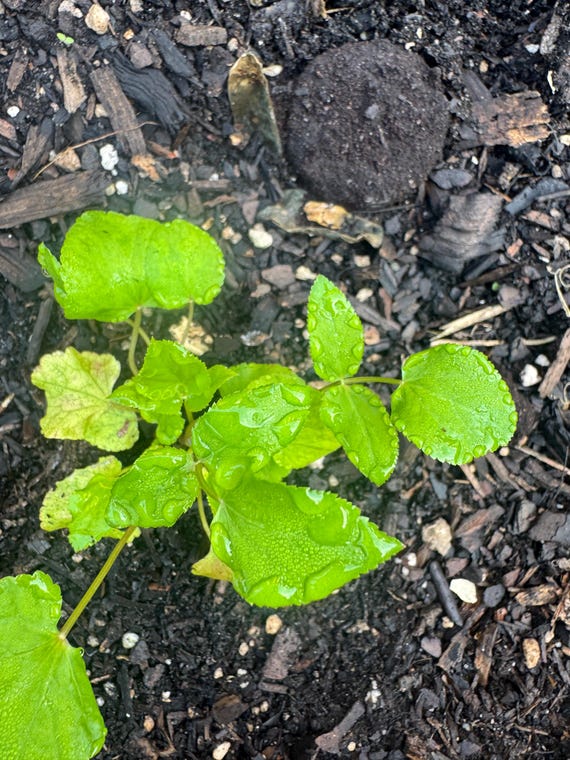 Skirret seeds (20 seeds)