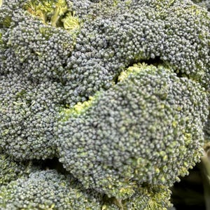 Overwintering Broccoli (5 VARIETY PACK)