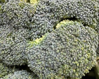 Overwintering Broccoli (5 VARIETY PACK)