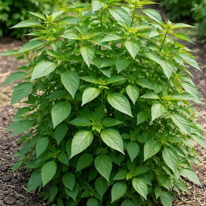 May include: A vibrant green plant with numerous leaves and small buds, growing in a garden setting. The plant has a dense, bushy appearance, with a focus on its fresh, healthy foliage. The background shows other plants, suggesting a cultivated environment.