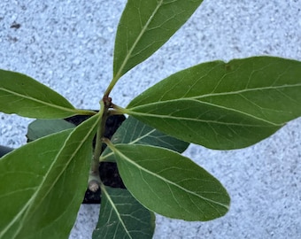 Bay Leaf Plant: Aromatic Kitchen Essential, Mediterranean Native, Container Friendly